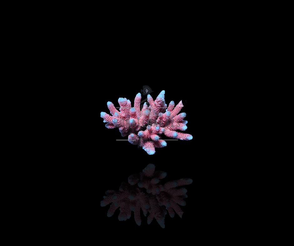 Acropora millepora (Red Pink)